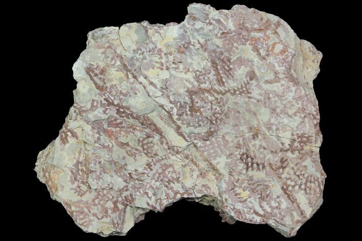 Ordovician Graptolite (Araneograptus) Plate - Morocco #116747